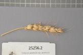 Click for 1 image(s) for this accession. Spike